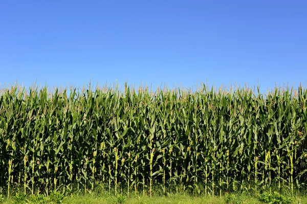 Mezőgazdasági területen a növények kukorica, Zea Mays — Stock Fotó