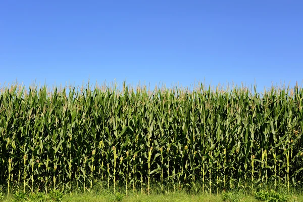 Champ agricole de maïs, Zea Mays — Photo