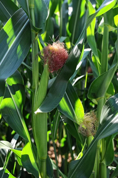 Las mazorcas de maíz maduran en la planta —  Fotos de Stock