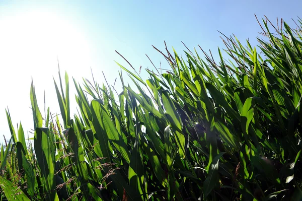Taze yeşil mısır bitkileri tarım alanı — Stok fotoğraf