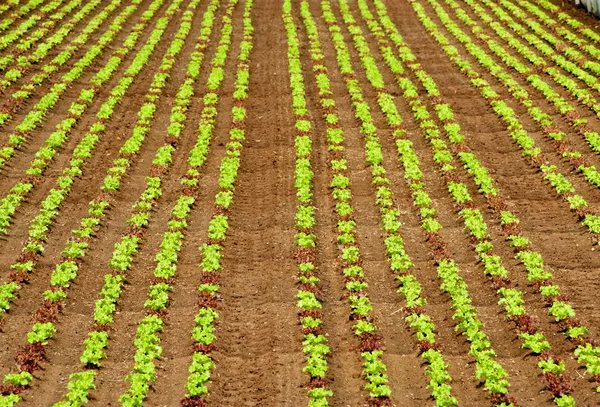 Rows of young salad seedlings on a farm — Stock Photo, Image