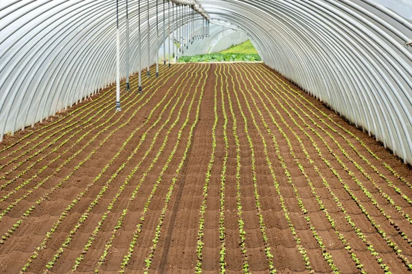 Reihen von Setzlingen in einem Tunnel gepflanzt — Stockfoto