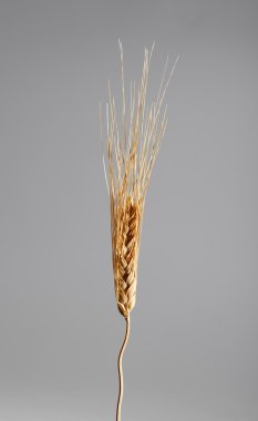 buğday gri arka plan üzerinde tek kulak