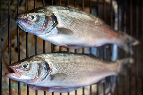 Grillade hela, färska bas — Stockfoto