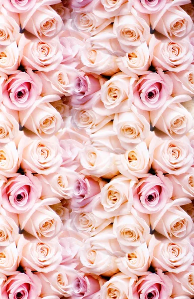 Background of fresh pink romantic roses — Stock Photo, Image