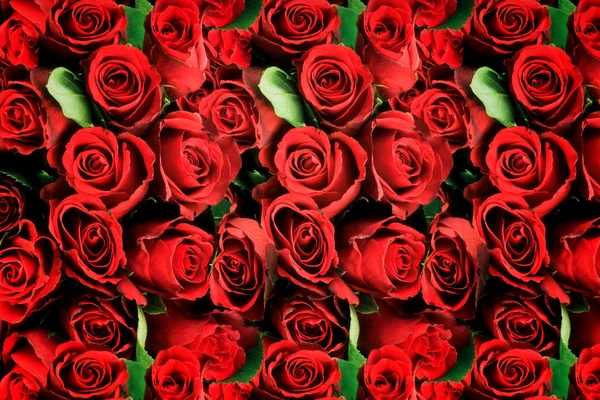 Fondo de rosas rojas simbólicas del amor — Foto de Stock