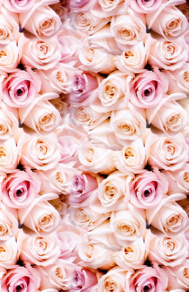 Background of fresh pink romantic roses
