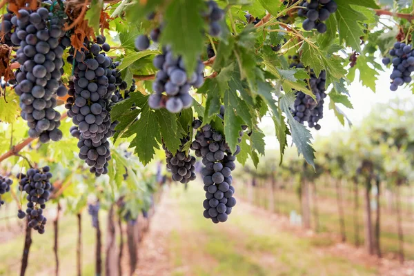 Bunches Ripe Black Grapes Hanging Vine Vineyard Winery Ready Harvesting — Stock Photo, Image