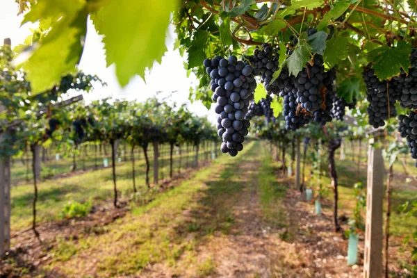 Racimos Uvas Negras Maduras Que Cuelgan Vid Viñedo Pulcro Una — Foto de Stock