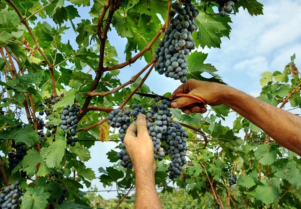 Hands of a farmer or worker harvesting a crop of black grapes off the vine on a winery cutting the bunches with snips during wine production