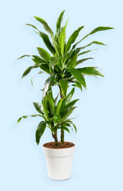 Uzun Dracaena Janet Craig bitkisi. Çiçek saksısında yeşil yapraklar yetişiyor. Stüdyoda açık mavi arka plana yerleştiriliyor.