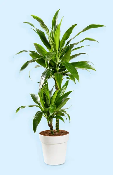 Uzun Dracaena Janet Craig Bitkisi Çiçek Saksısında Yeşil Yapraklar Yetişiyor — Stok fotoğraf