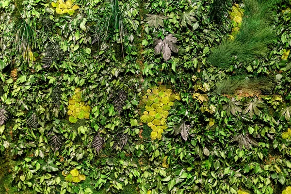 Çeşit Çeşit Taze Bitki Yapraklarının Üst Görünümü Soyut Arka Plan — Stok fotoğraf