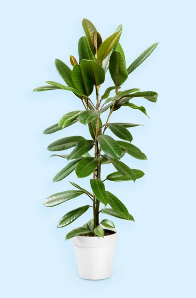 Vysoká Zelená Ficus Guianensis Rostoucí Keramické Hrnce Umístěn Studiu Světle — Stock fotografie