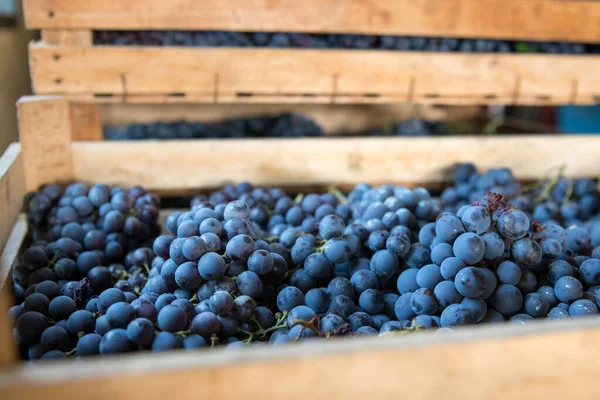Heap Ripe Black Grapes Wooden Box Warehouse Winery Harvest Season Fotos De Bancos De Imagens Sem Royalties