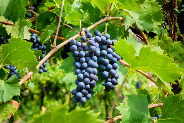 Tasty Ripe Black Grapes Growing Branch Tree Growing Vineyard Countryside — Fotografia de Stock