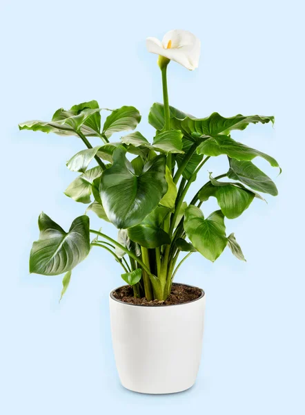 Calla Lilly Plant Green Leaves White Blooming Flower Growing Flowerpot — стоковое фото