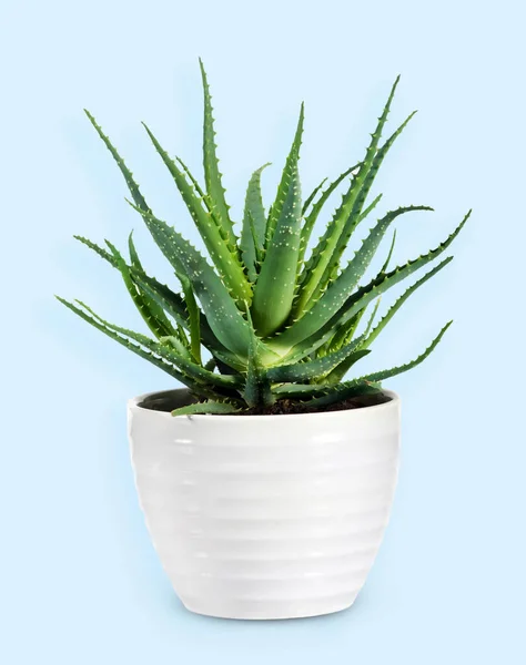 Fresh Green Aloe Vera Growing White Ceramic Pot Blue Background — Stockfoto