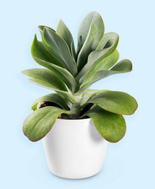 Yeşil Kalanchoe tiroflora sulu bitki beyaz seramik saksıda yetişiyor açık mavi arka plana yerleştirilmiş