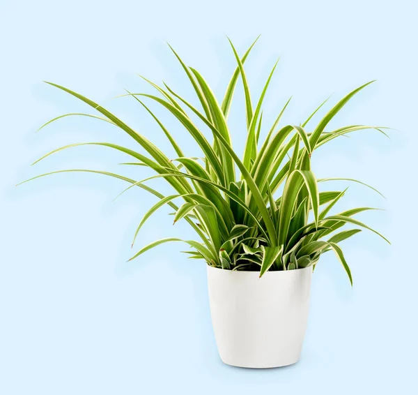 Potted Chlorophytum Laxum Plant Green Leaves Light Strip Placed Studio — Stock Photo, Image