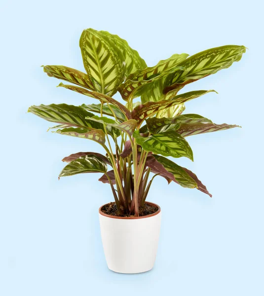 Calathea Makoyana Pflanze Mit Hellgrünen Streifen Die Topf Auf Hellblauem — Stockfoto
