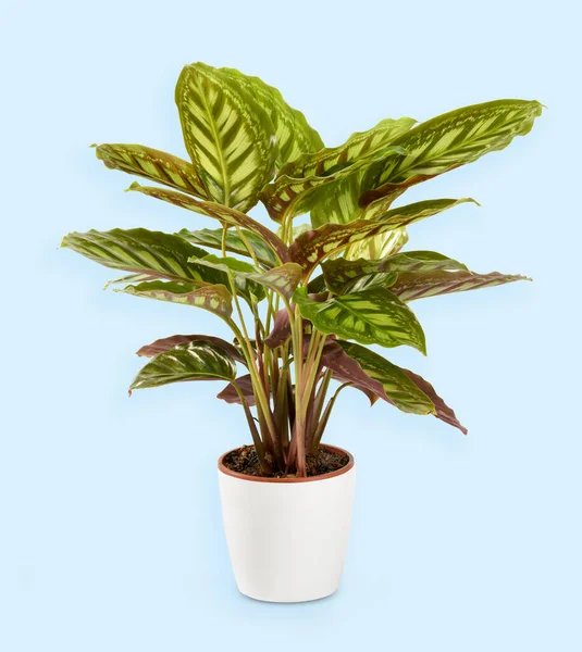 Φυτό Calathea Makoyana Ανοιχτόχρωμες Πράσινες Ρίγες Γλάστρα Τοποθετημένη Ανοιχτό Μπλε — Φωτογραφία Αρχείου