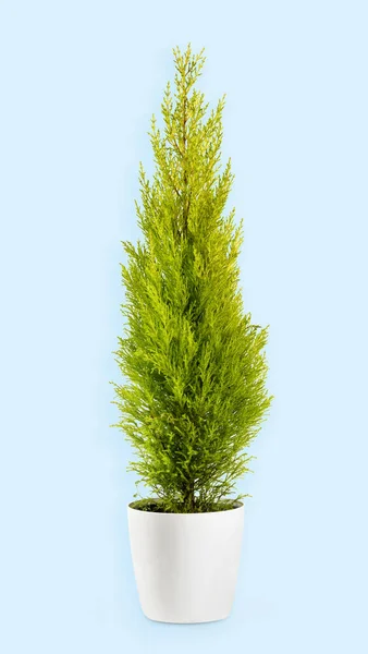 Chartreuse Colored Foliage Evergreen Cupressus Wilma Goldcrest Plant Flowerpot Light — Stock Photo, Image