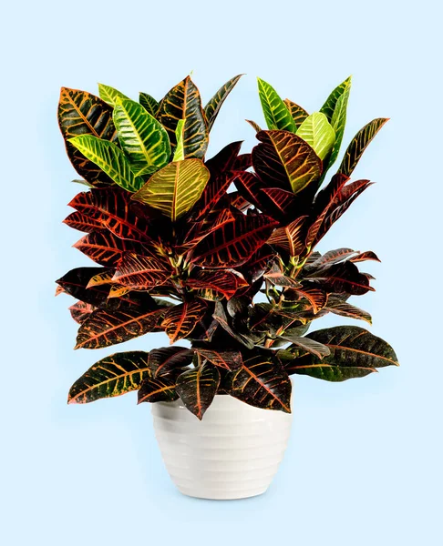Изолированное Кротонное Растение Пышной Красной Зеленой Листвой Синем Фоне — стоковое фото