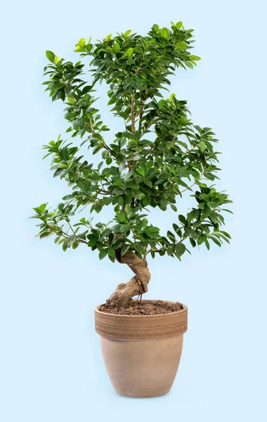 Ficus Ginseng Tree Green Foliage Growing Soil Clay Pot Light — Stock Photo, Image