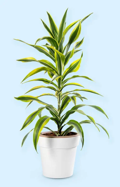 Izolovaná Citronová Citronová Rostlina Dracaena Zelenými Listy Umístěnými Květináči Světle — Stock fotografie