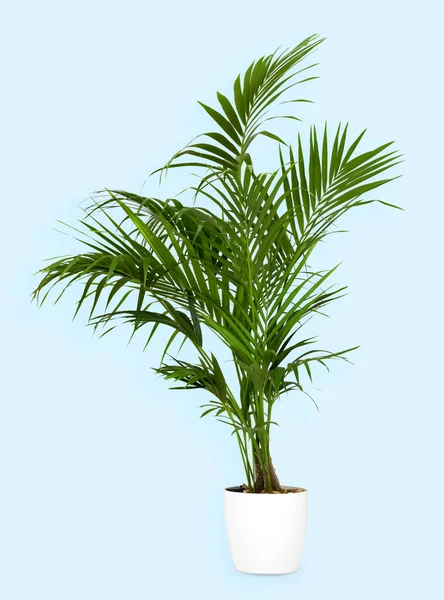 Sağlıklı Yeşil Kentia Palmiyesi Mavi Bir Arkaplan Üzerinde Beyaz Bir — Stok fotoğraf