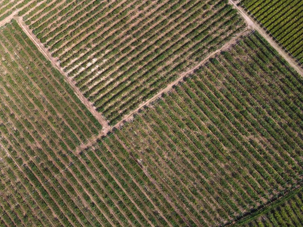 夏の日に田舎のブドウ畑で農業プランテーションの肥沃な土壌の成長緑の植物の空中ビュー行 — ストック写真