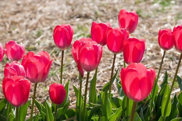 Zbliżenie Jasnych Tulipanów Delikatnymi Czerwonymi Płatkami Zielonymi Liśćmi Rosnącymi Łodygach — Zdjęcie stockowe
