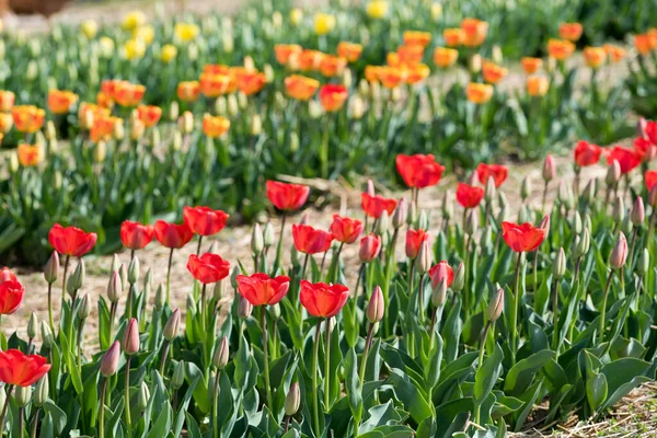 Kwietniki Kolorowymi Kwitnącymi Tulipanami Wielobarwnymi Płatkami Zielonymi Liśćmi Rosnącymi Plantacji — Zdjęcie stockowe