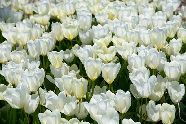 Háttér Ültetése Friss Tulipánok Fehér Puha Szirmok Zöld Szárak Kert — Stock Fotó