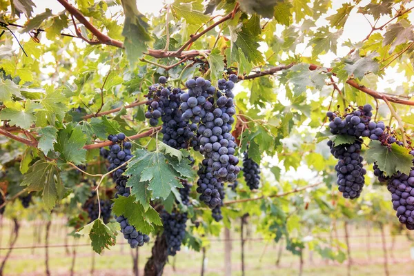 Bouquet Raisins Noirs Mûrs Sur Une Vigne Dans Vignoble Viticole — Photo
