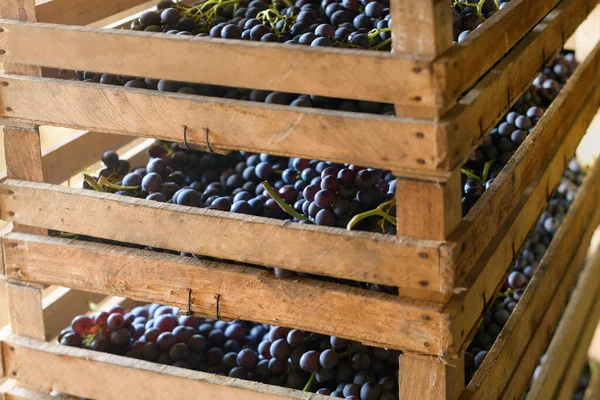Grande Boîte Bois Empilée Avec Pile Raisins Noirs Frais Mûrs — Photo
