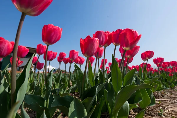 Friss Vörös Virágzó Tulipánok Ültetvényei Zöld Levelekkel Mezőn Felhők Nélküli — Stock Fotó