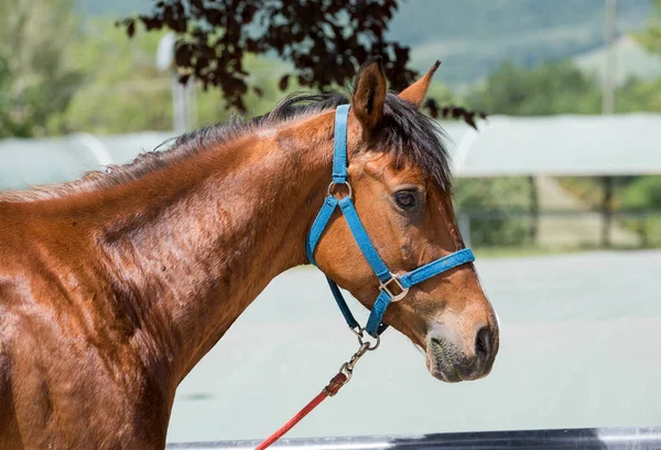 Side view head portrait of a brown horse in halter and lead rein outdoors in a paddock