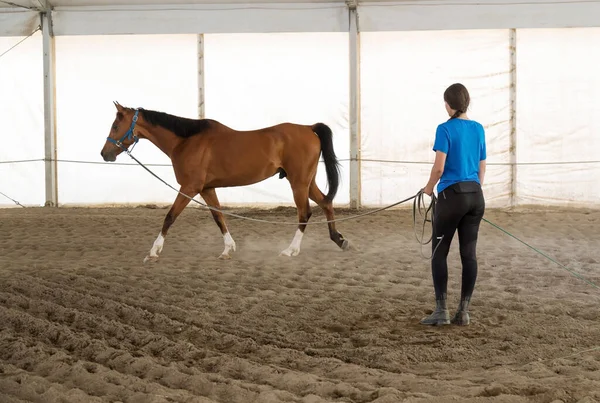 Young woman exercising her horse on a lead rein in a covered arena putting it through its paces as it trots round