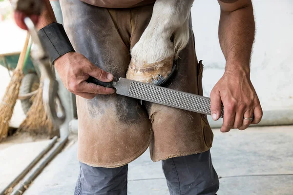 Unrecognizable Male Farrier Leather Apron Removing Excess Keratin Horse Hoof — Stock Photo, Image