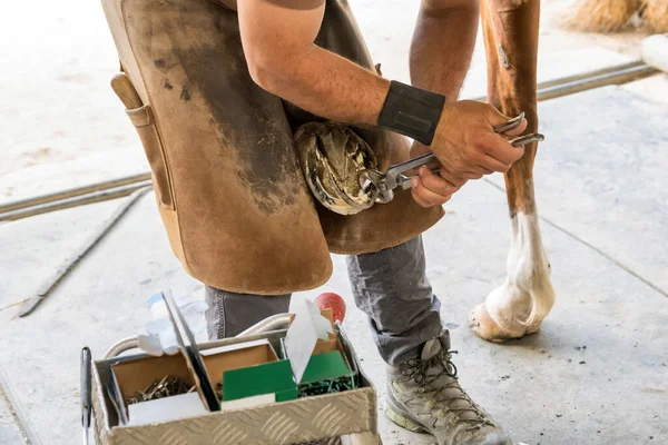 Man Leather Apron Using Pincers Remove Toe Hoof Horse Work — Stock Photo, Image