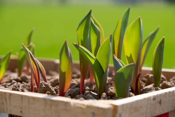 Tulips Green Leaves Growing Wooden Box Small Fertilizers Growing Countryside — Fotografia de Stock
