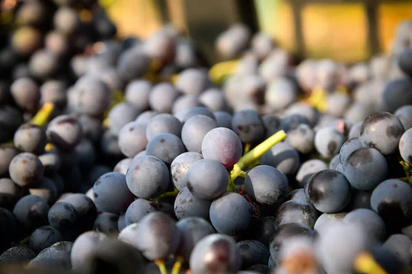 Closeup Bunch Ripe Black Grapes Placed Heap Harvest Vineyard Autumn — Stock Photo, Image