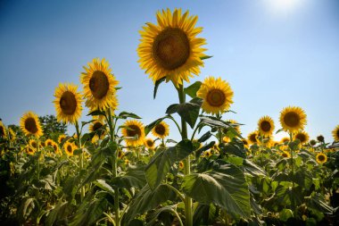 Low angle of bright fresh sunflowers with green leaves growing in agricultural field against cloudless blue sky on sunny day in countryside