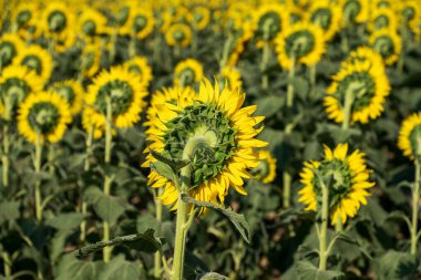 Soft focus rear view of fresh sunflowers with green leaves and vivid yellow petals growing in field on farmland