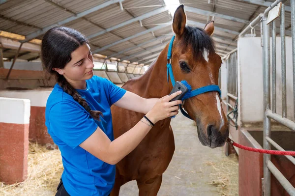 Side view of young ethnic female equestrian with long dark braid in casual clothes brushing graceful bay horse in stable