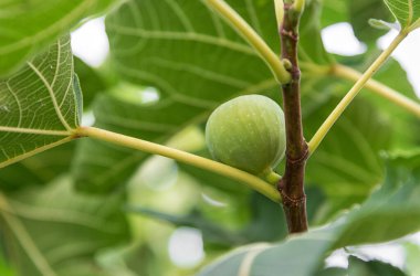 Soft focus of unripe fruit growing on branch of fig tree with green leaves in summer in garden