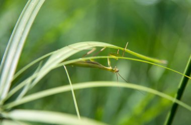 Closeup wild praying mantis crawling upside down on green grass blade on summer day in nature