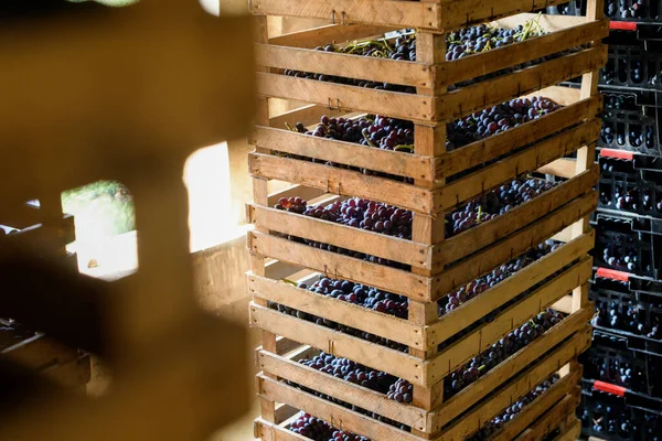 Lumber Crates Ripe Black Grapes Drying Stacked Together Sunlit Shed — Fotografia de Stock